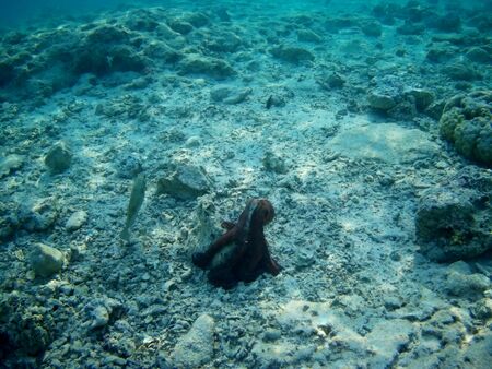 Octopus bizarrely changes color and texture while hunting in the shallow waters of the Red Sea, Marsa Alam, Egyptの写真素材