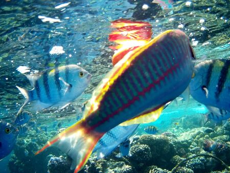 Coral reef with tropical fish, Marsa Alam, Egypt in august 2019