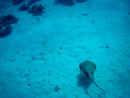 Coral reef with tropical fish, Marsa Alam, Egypt in august 2019