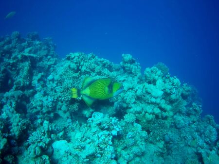 Coral reef with tropical fish, Marsa Alam, Egypt in august 2019