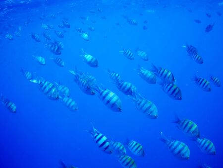 Coral reef with tropical fish, Marsa Alam, Egypt in august 2019の写真素材