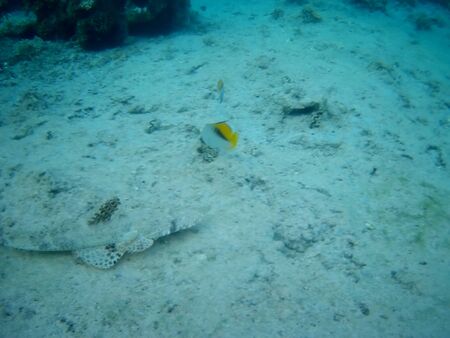 Coral reef with tropical fish, Marsa Alam, Egypt in august 2019の写真素材