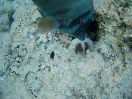 Coral reef with tropical fish, Marsa Alam, Egypt in august 2019