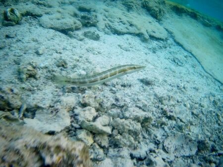 Coral reef with tropical fish, Marsa Alam, Egypt in august 2019の写真素材