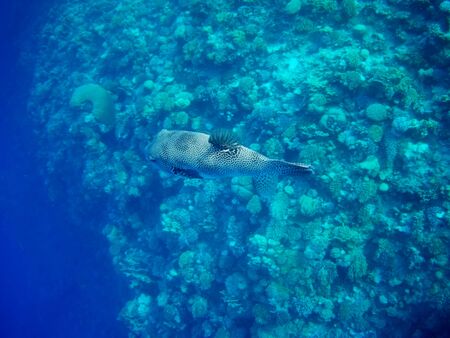 Coral reef with tropical fish, Marsa Alam, Egypt in august 2019の写真素材