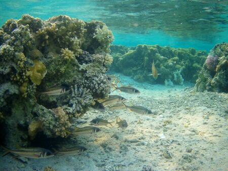 Coral reef with tropical fish, Marsa Alam, Egypt in august 2019
