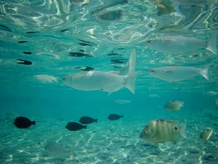 Coral reef with tropical fish, Marsa Alam, Egypt in august 2019の写真素材