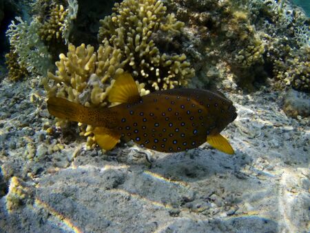 Coral reef with tropical fish, Marsa Alam, Egypt in august 2019の写真素材