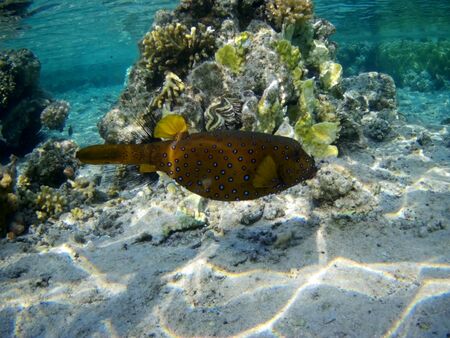 Coral reef with tropical fish, Marsa Alam, Egypt in august 2019の写真素材