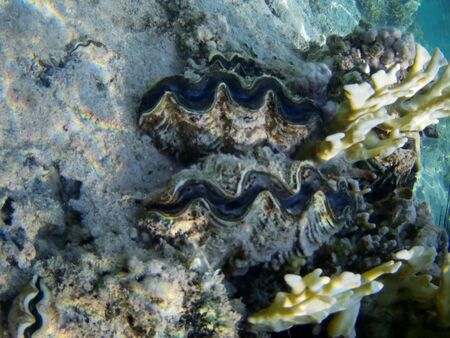 Coral reef with tropical fish, Marsa Alam, Egypt in august 2019の写真素材