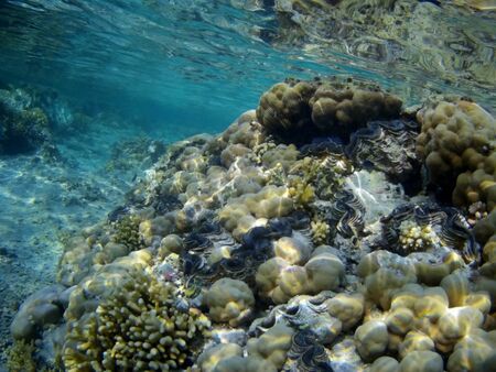 Coral reef with tropical fish, Marsa Alam, Egypt in august 2019の写真素材