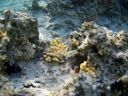 Coral reef with tropical fish, Marsa Alam, Egypt in august 2019の写真素材