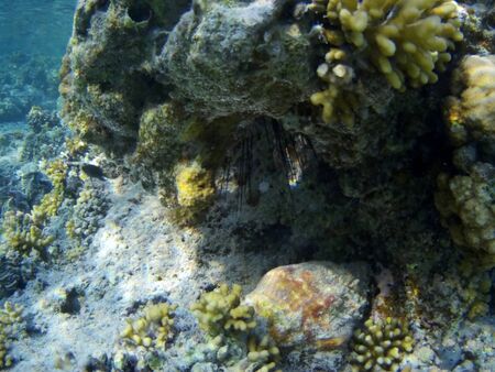 Coral reef with tropical fish, Marsa Alam, Egypt in august 2019の写真素材