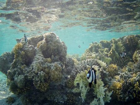 Coral reef with tropical fish, Marsa Alam, Egypt in august 2019の写真素材