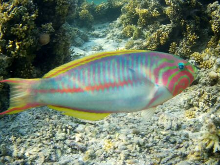 Coral reef with tropical fish, Marsa Alam, Egypt in august 2019の写真素材