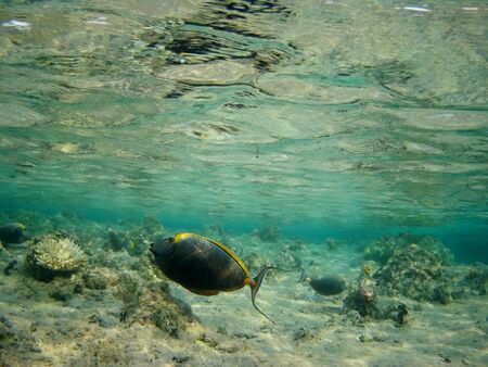 Coral reef with tropical fish, Marsa Alam, Egypt in august 2019の写真素材
