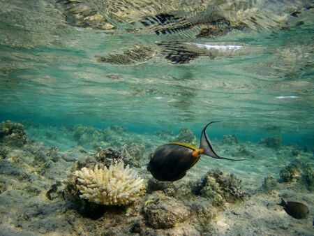 Coral reef with tropical fish, Marsa Alam, Egypt in august 2019の写真素材