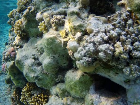 Coral reef with tropical fish, Marsa Alam, Egypt in august 2019の写真素材