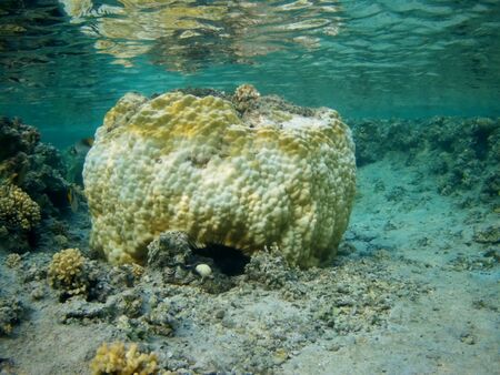 Coral reef with tropical fish, Marsa Alam, Egypt in august 2019の写真素材