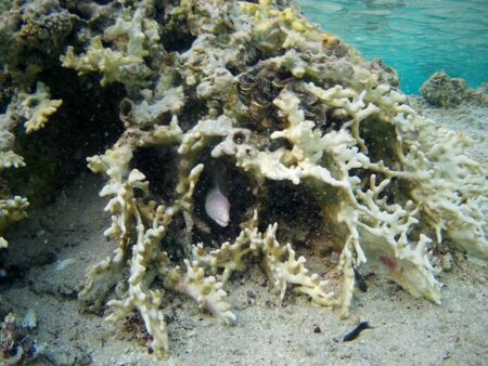Coral reef with tropical fish, Marsa Alam, Egypt in august 2019の写真素材
