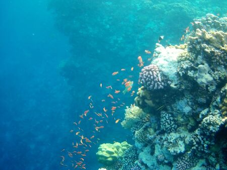 Coral reef with tropical fish, Marsa Alam, Egypt in august 2019の写真素材