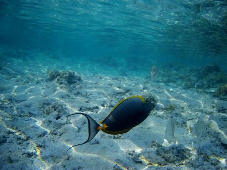 Coral reef with tropical fish, Marsa Alam, Egypt in august 2019