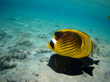 Coral reef with tropical fish, Marsa Alam, Egypt in august 2019の写真素材