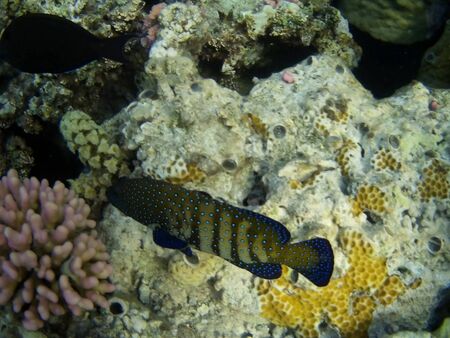 Coral reef with tropical fish near Utopia beach, Marsa Alam, Egypt 2019