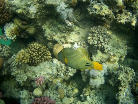 Coral reef with tropical fish near Utopia beach, Marsa Alam, Egypt 2019