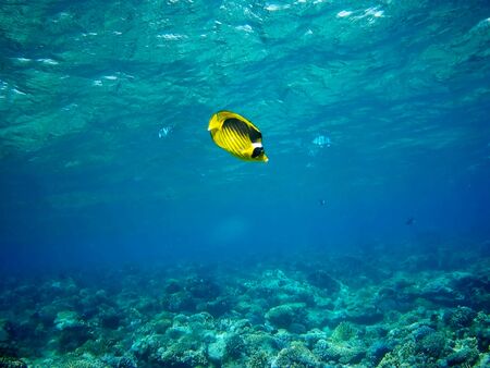 Beautiful tropical fish and coral reef near Utopia beach, Marsa Alam, Egyptの写真素材