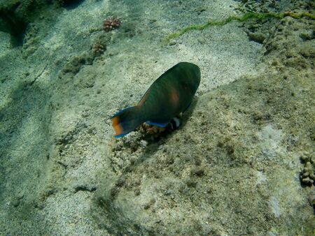 Beautiful tropical fish and coral reef near Utopia beach, Marsa Alam, Egyptの写真素材