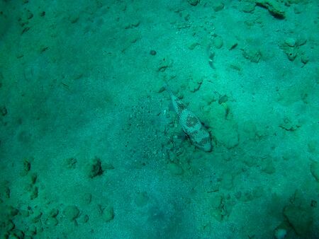 Beautiful tropical fish and coral reef near Utopia beach, Marsa Alam, Egyptの写真素材