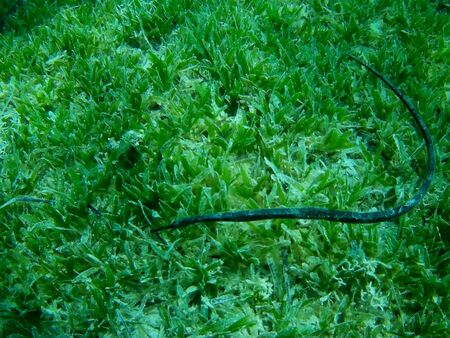 Beautiful tropical fish and coral reef near Utopia beach, Marsa Alam, Egyptの写真素材