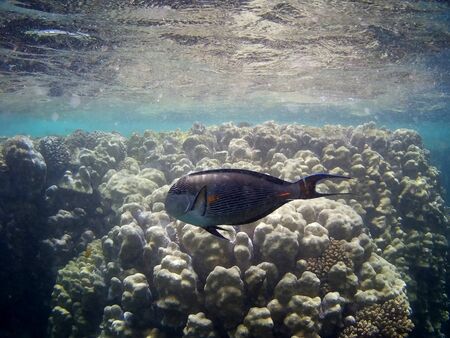 Beautiful tropical fish and coral reef near Utopia beach, Marsa Alam, Egyptの写真素材