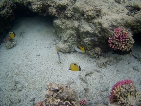 Beautiful tropical fish and coral reef near Utopia beach, Marsa Alam, Egyptの写真素材