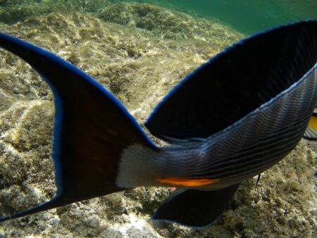 Beautiful tropical fish and coral reef near Utopia beach, Marsa Alam, Egyptの写真素材