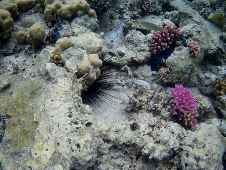 Beautiful tropical fish and coral reef near Utopia beach, Marsa Alam, Egyptの写真素材