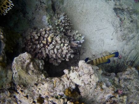 Beautiful tropical fish and coral reef near Utopia beach, Marsa Alam, Egyptの写真素材