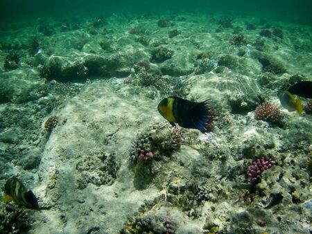 Beautiful tropical fish and coral reef near Utopia beach, Marsa Alam, Egyptの写真素材