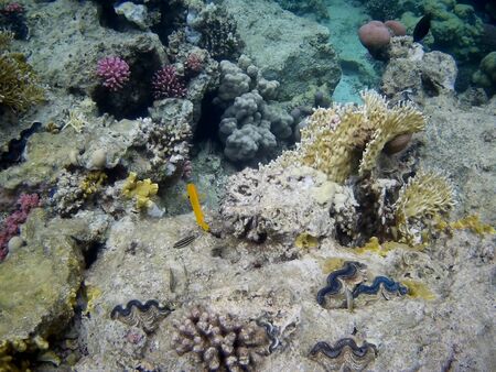 Beautiful tropical fish and coral reef near Utopia beach, Marsa Alam, Egyptの写真素材