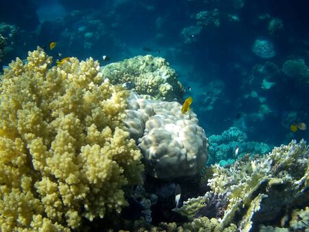 Beautiful tropical fish and coral reef near Utopia beach, Marsa Alam, Egyptの写真素材