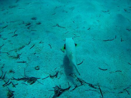 Beautiful tropical fish and coral reef near Utopia beach, Marsa Alam, Egyptの写真素材