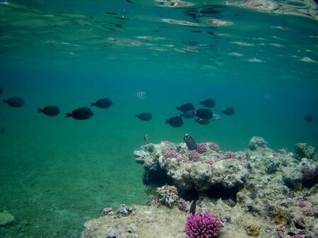Beautiful tropical fish and coral reef near Utopia beach, Marsa Alam, Egyptの写真素材