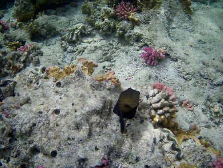 Beautiful tropical fish and coral reef near Utopia beach, Marsa Alam, Egyptの写真素材