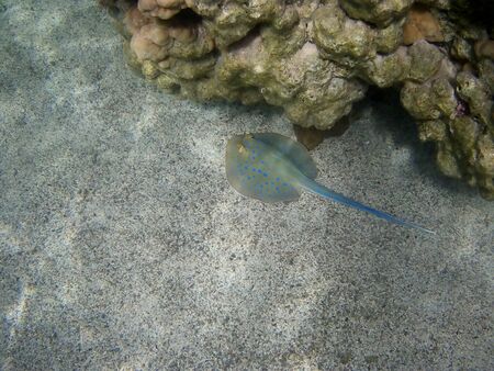 Beautiful tropical fish and coral reef near Utopia beach, Marsa Alam, Egyptの写真素材
