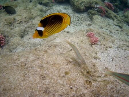 Beautiful tropical fish and coral reef near Utopia beach, Marsa Alam, Egyptの写真素材