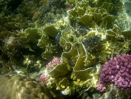Beautiful tropical fish and coral reef near Utopia beach, Marsa Alam, Egyptの写真素材