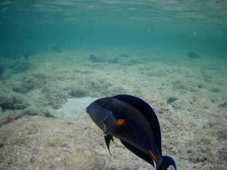 Beautiful tropical fish and coral reef near Utopia beach, Marsa Alam, Egyptの写真素材