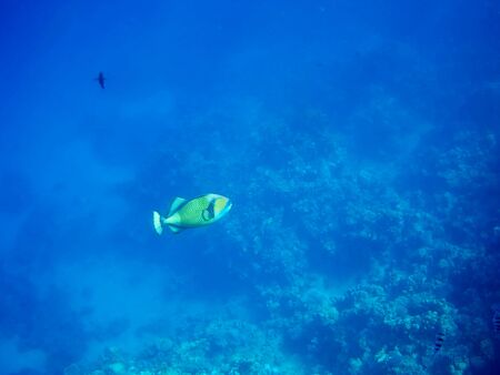 Beautiful tropical fish and coral reef near Utopia beach, Marsa Alam, Egyptの写真素材