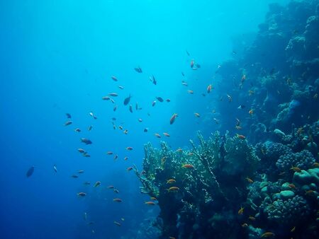 Beautiful tropical fish and coral reef near Utopia beach, Marsa Alam, Egyptの写真素材